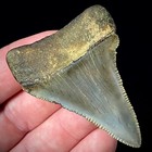 Great White Shark Tooth 2 30  Megalodon Teeth Era Real Fossil Unrestored
