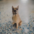 Collectible Boxer Dog Vintage  Cl