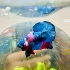 Plakat Red Koi Candy Male Betta  008