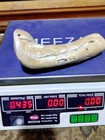 Genuine Very Rare Golden  Coral Branch 435 G Natural Specimen For Jewelry 19 5cm