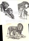 190 Black Panther Wild Life Art Print    Pen And Ink Drawing By Jan Jellins