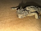 Vintage Pewter Figurine Of A Texas Horned Lizard