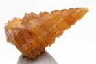 Chalcedony Fossil Shell Specimen Gastropod Fossilized Sea Snail Agate Morocco