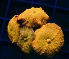 Diyreefer Live Coral Wysiwyg Poletti Jawbreaker Colony   4 Lg Polyps