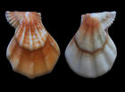 Seashell   Rare Colors  Swiftopecten Swiftii  85-77mm   set Of 3   F      japan 
