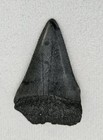 Fossil Great White Shark Tooth Sharks Teeth Black Meg Fossils Au Nc