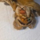 Rare Vintage Steiff Tiger Hand Puppet Mohair 1970s - No Label- No Button