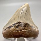 Sharply Serrated 3 03  Fossil Megalodon Shark Tooth - Sacaco  Peru - Rare Site