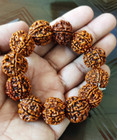 4 Four Mukhi Rudraksha Bracelet Nepal Origin Energized