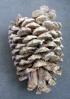 Large Coulter Pine Cones 4 -8    Tall  Fall   Christmas Decoration