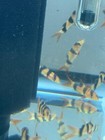 4-pack Clown Loach 2        Live Freshwater Fish  chromobotia Macracanthus 