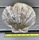 Giant 7 25    Fossil Chesapecten Scallop Seashell Va Megalodon Era