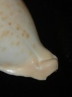 531 Umbilia Capricornica 59 1mm Top Grading Important Natural Seashell Rare