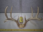 Huge Wild 9point Whitetail Deer Antler Rack Horn Skull Plate Decor Man Cave 148 
