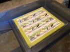 Smt  Guinea Birds Topical Lot Of 10 Sheet Of 4 Sets  Total 40 Sets Superb Mnh
