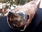 8 Lb 4 Oz Natural Rare Opalized Mirror Polished Big Petrified Wood Uv Reactive