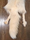 Rare Nice Ranch Pink Fox Hide Pelt Freshly Tanned  Luxurious Fur 4 Legs