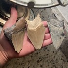 Megalodon Shark Teeth Set Of 3 All Natural Fossils South Florida Real Megalodon