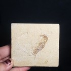 Fossil Shrimp 94 Million Yo  Lebanon 2 75 x3 0   5 2 Oz  