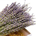 Natural Lavender Bundles Freshly Harvested Dried Lavender Bunch 200  Stems