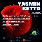 Koi Galaxy Blue Plakat Male Betta Aquarium