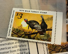 1979   1980 Lot Of Wild Turkey Stamps With Original Flyer   Excellent