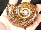 Wow Big  Polished Aaa Chambered Ammonite Fossil With Stand Madagascar 168gr