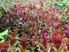 Rotala Hra   Aquarium Plants Factory  
