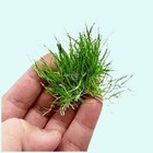 5 X Dwarf Hairgrass  eleocharis Parvula 