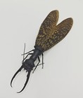 Acanthacorydalis Fruhstorferi