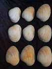 9 Purple Quahog Clam Shells     Natural Wampum Shell Lot  approx 3      4  