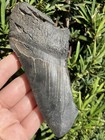 Natural Beautiful 4 84    Megalodon Tooth Fossil Shark Teeth