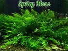 The Moss Pack - Live Aquatic Freshwater Moss Plants