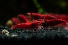 10 Fire Red Cherry Shrimp Freshwater Neocaridina Aquarium 100  Live Guarantee