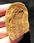 Extremely Rare Euphobenia Sp  Millipede In Concretion From Pit 11 - Mazon Creek 