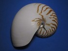  natural Nautilus  Half  Beautiful    6 6 Inches 