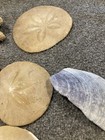 Vintage Puffy  Sea Biscuit Sand Dollar Fossil Sea Shell 5   x4   x2    And Misc  Lot