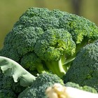 Broccoli Seeds  Waltham 29 Heirloom  Non-gmo  Organic  High Yield  Free Shipping