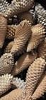 Knob Pine Cones Lot Of 20 Various Sizes 3   - 7 5   