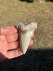 2 90    Big Otodus Angustidens Summerville  Sc
