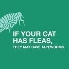 Tapeworm Dewormer  praziquantel Tablets  For Cats And Kittens 6 Weeks An