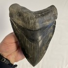 6 1875     6 3 16     Megalodon Tooth  Smokey Grey Marbled  Beautiful  Georgia River