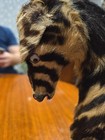 Vintage Wooden Hide Covered Zebra Figurine Sculpture 