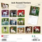 Jack Russell Terriers 2027 12x24   hanging  Square Wall Calendar   Plastic-free