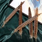 24pcs Female Ringneck Pheasant Tails Feathers Natural Feathers 6-8inch 15-20cm F