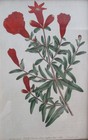 Antique Original Hand-colored Botanical Lithograph From The Early 19th Century