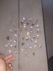 Purple Hawaiian Coneshells
