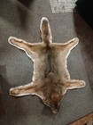 North Eastern Huge  Coyote Rug Taxidermy Cabin Trapping Decor