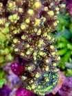 Bk Chem Fruit Loops - Live Coral Frag Sps acropora