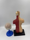 Vtg Human Torso Organ Anatomy Oddity Anatomical Torso Model  Skull Model  Tlc 